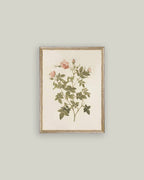 Rosa Framed Antique Art