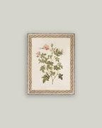 Rosa Framed Antique Art