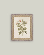 Rosa Framed Antique Art