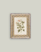 Rosa Framed Antique Art